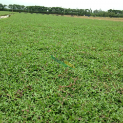 Axonopus compressus seeds