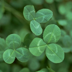 white clover seeds