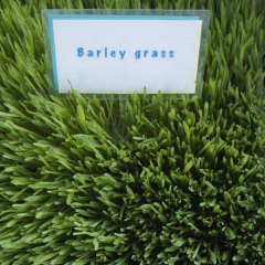 wheatgrass seeds