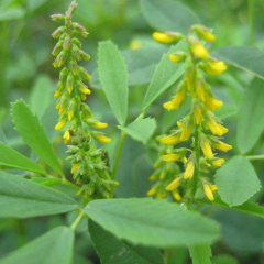 Melilotus suavcolen seeds