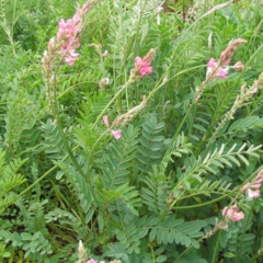 sainfoin seeds