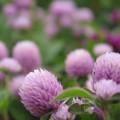 red clover seeds