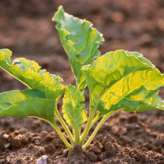 fodder beet seeds