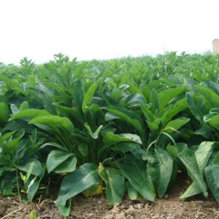 Chicory seeds