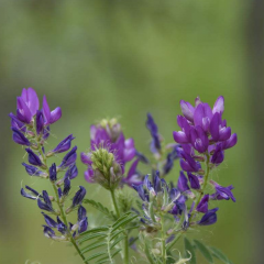 Astragalus adsurgens seeds