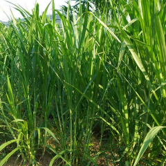 sudangrass seeds