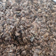 Cunninghamia Lanceolata seeds 1kg