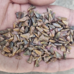 fir seeds/Abies seeds 1kg