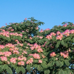 Albizia kalkora seeds/Albizia/Albizia macrophylla seeds 1kg