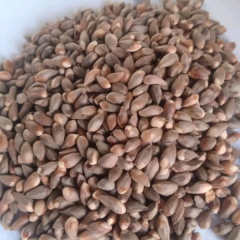 Giant cedar seeds/Platycladus orientalis seeds