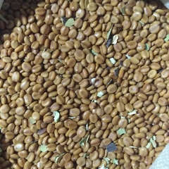 Cassia nodosa seeds/Cassia nodosa Buch seeds 1kg