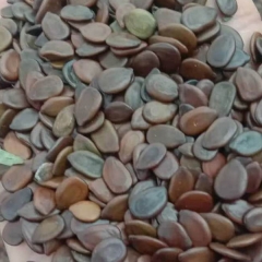 Leucaena leucocephala seeds/Leucaena seeds 1kg