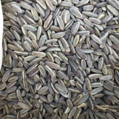 Red Delonix regia seeds/Poinciana seeds 1kg