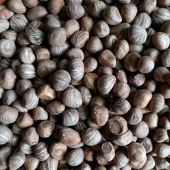 Pachira aquatica seeds/Pachira macrocarpa seeds 1kg