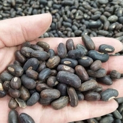 Erythrina crista-galli seeds