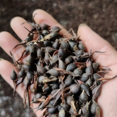 Aquilaria sinensis/Agarwood seeds 1kg