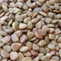 Caesalpinia pulcherrima seeds 1kg