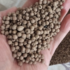 Bothrocaryum controversum seeds/Cornus controversa seeds 1kg