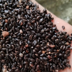 Bischofia polycarpa/Chinese Bishopwood seeds 1kg