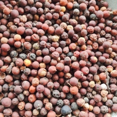 Hackberry seeds/Celtis sinensis seeds