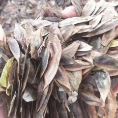 Eucommia ulmoides/Eucommia seeds 1kg