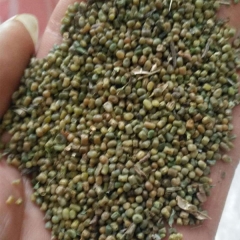 Indigofera pseudotinctoria Matsum seeds 1kg
