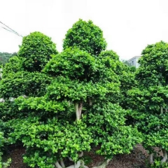 Ficus microcarpa/Pusillifolia seeds 1kg