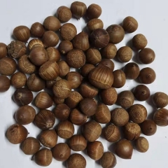 Castanopsis sclerophylla seeds 1kg