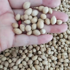 Chionanthus retusus seeds 1kg