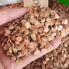 Viburnum opulus/Viburnum sargentii seeds 1kg