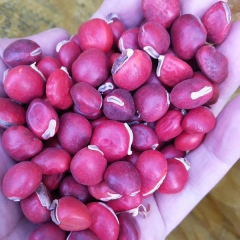 Ormosia hosiei/Red bean tree seeds 1kg
