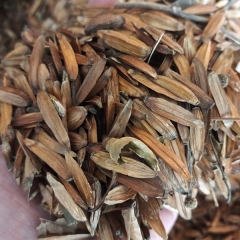 Camptotheca acuminata seeds 1kg