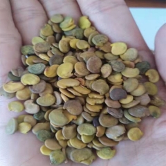 Ammopiptanthus mongolicus seeds 1kg