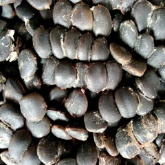 Erythrophleum fordii seeds 1kg