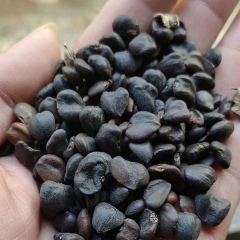 Magnolia denudata seeds 1kg