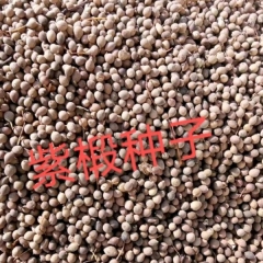 Tilia amurensis seeds 1kg