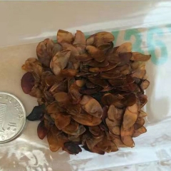 Chukrasia tabularis/chickrassy seeds 1kg