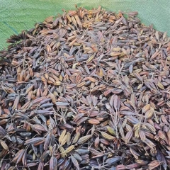 Rhododendron simsii seeds 1kg
