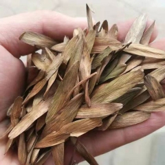 Fraxinus mandshurica/White ash seeds 1kg
