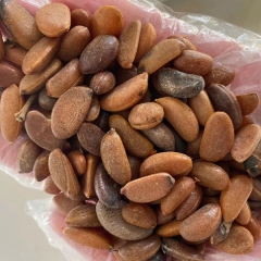 Diospyros cathayensis/Diospyros armata seeds 1kg