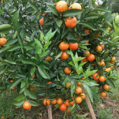 Tangerine seeds 1kg