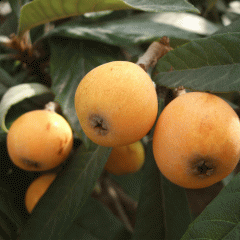 loquat seeds