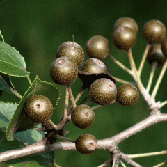 Pyrus betulaefolia seeds