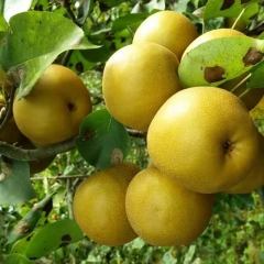 pear seeds