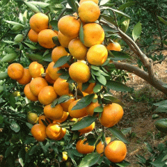 citrus seeds