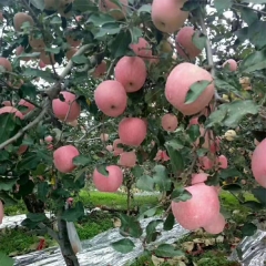 apple seeds 1kg