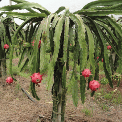 Dragon fruit seeds 1kg