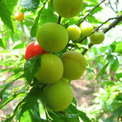 Plum seeds 1kg