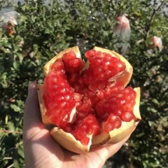 Pomegranate seeds 1kg