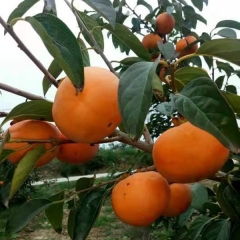 Persimmon seeds 1kg